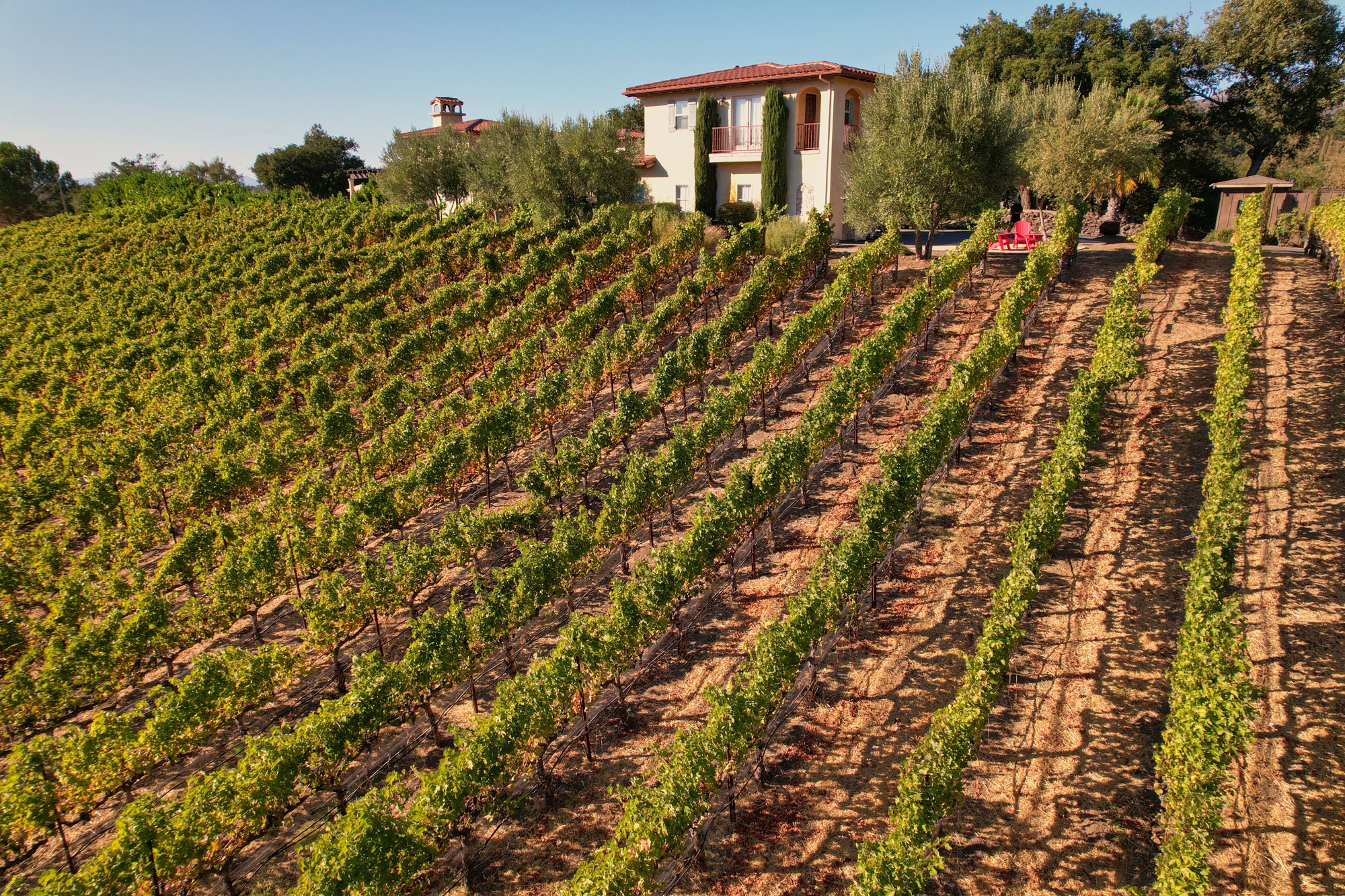 Alluvium Estate Vineyard Landscape